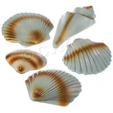 Sea Shell Decor...